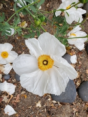 Romneya coulteri