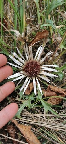 Silver Thistle