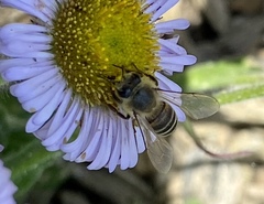 Apis mellifera