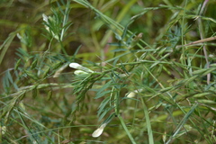 Vicia lutea
