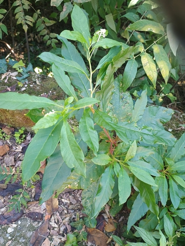 American pokeweed