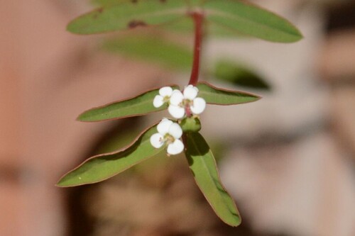 Euphorbia bifida observed 2026-09-12