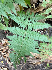 Hypolepis ambigua, photograph (c) Tom Beard, some rights reserved (CC BY)