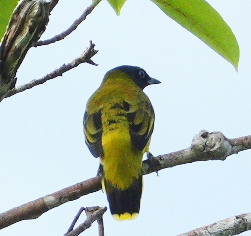 Pycnonotus atriceps observed 2026-09-14