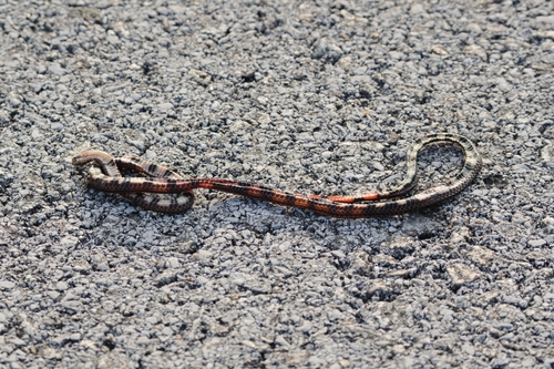 Calliophis intestinalis observed 2026-09-14