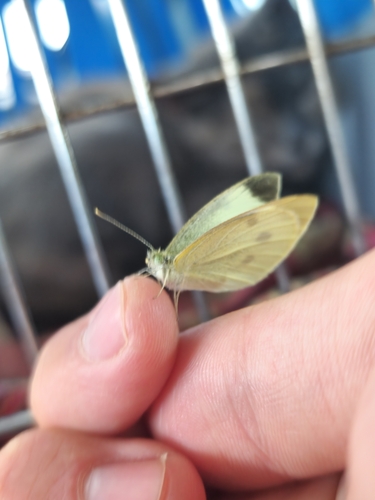 Small White