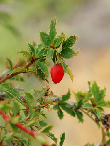 Berberis sibirica, photograph 2