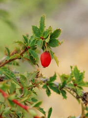 Berberis sibirica, photograph (c) Иван Пристрем, some rights reserved (CC BY)