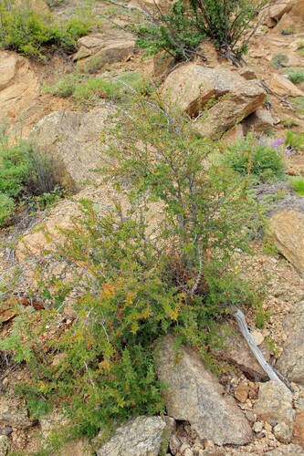 Berberis sibirica