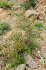 Berberis sibirica