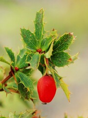 Berberis sibirica, photograph (c) Иван Пристрем, some rights reserved (CC BY)