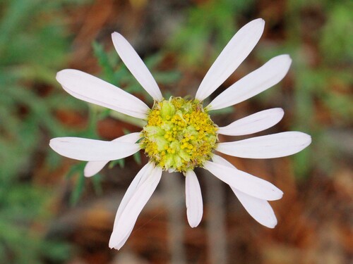 Chrysanthemum zawadzkii