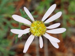 Chrysanthemum zawadzkii