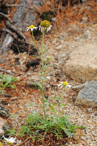 Chrysanthemum zawadzkii, photograph 1