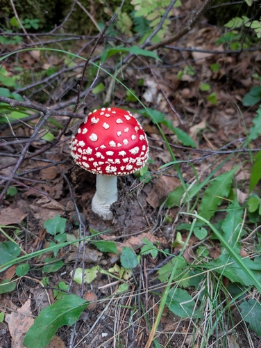 Fly Agaric