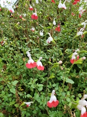 Salvia