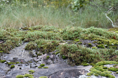 Selaginella rupestris, photograph 2