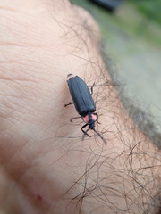 Pyractonema
