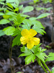 Ranunculus hispidus