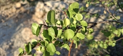 Jatropha cardiophylla, photograph (c) Miguel Grageda, some rights reserved (CC BY)