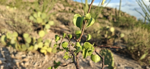 Jatropha cardiophylla, photograph 5