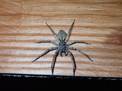 Tomopisthes horrendus