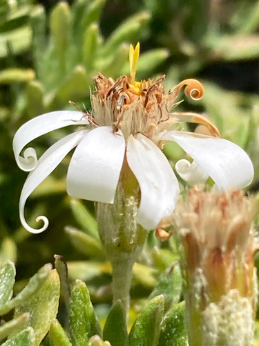 Chiliotrichum diffusum, photograph 2