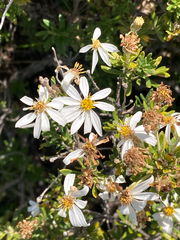Chiliotrichum diffusum