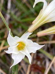 Olsynium biflorum