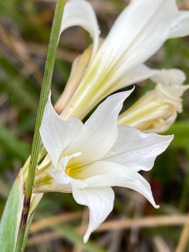 Olsynium biflorum, photograph 2