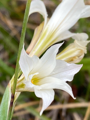 Olsynium biflorum, photograph (c) Gaston Carvallo B., some rights reserved (CC BY)