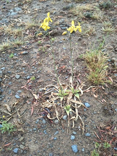 Cyanella lutea, photograph 3