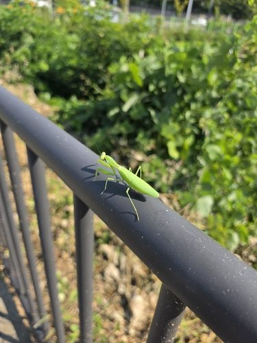 Giant Asian Mantis