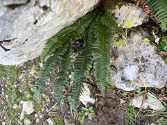 Polystichum lonchitis, photograph (c) FloraJenensis, some rights reserved (CC BY)