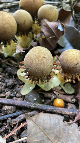 fungus root