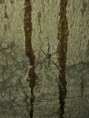 Leiobunum ventricosum