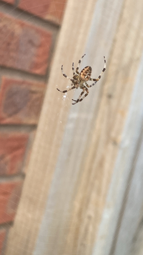Cross Orbweaver