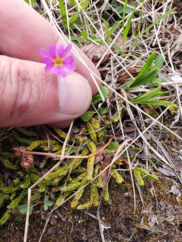Primula cuneifolia