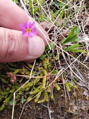 Primula cuneifolia