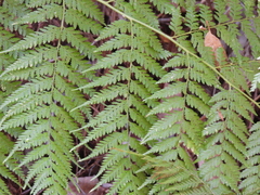 (c) Mark Clarke, some rights reserved (CC BY) Calochlaena dubia, photograph (c) Mark Clarke, some rights reserved (CC BY)
