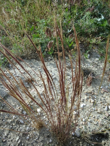 Trisetaria loeflingiana