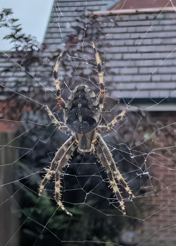 Cross Orbweaver