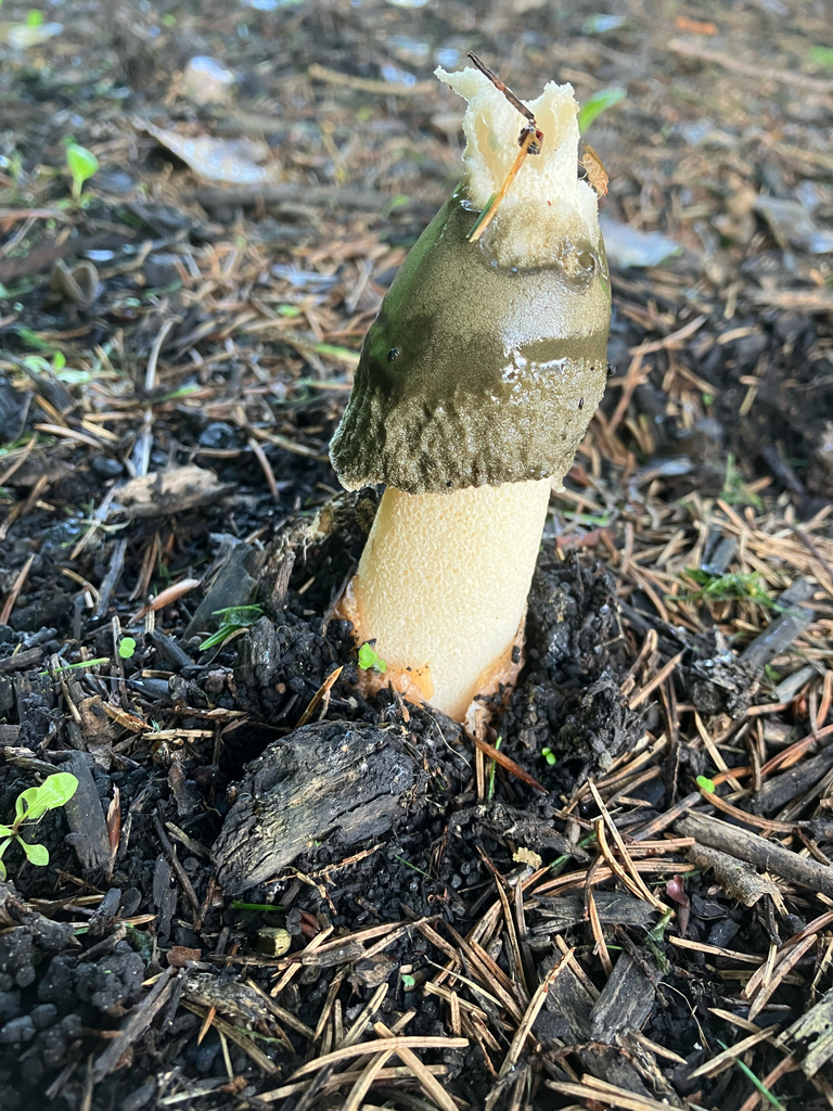 Ravenel's stinkhorn · September 2026 · photo: Photo: (c) schlenjs, some rights reserved (CC BY) · iNaturalist