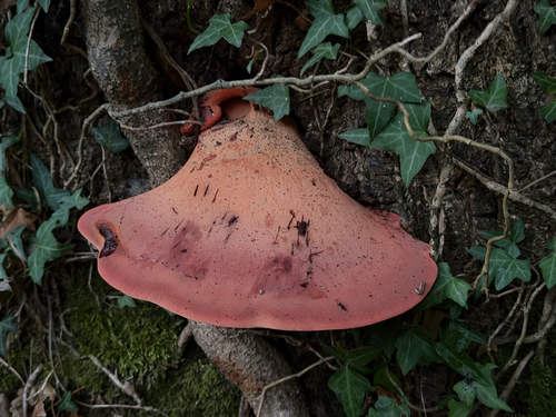 Beefsteak Polypore