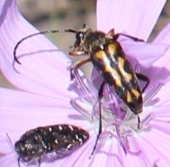 Typocerus octonotatus