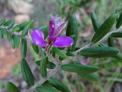 Polygala gazensis