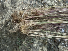 Festuca ambigua