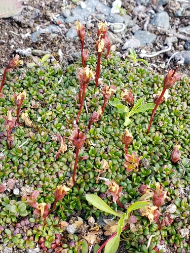 Diapensia obovata, photograph 1