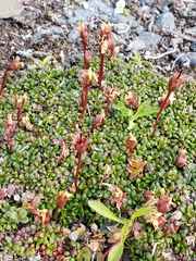 Diapensia obovata
