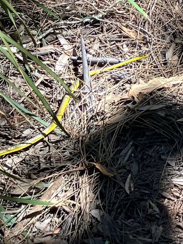 Common Tree Snake